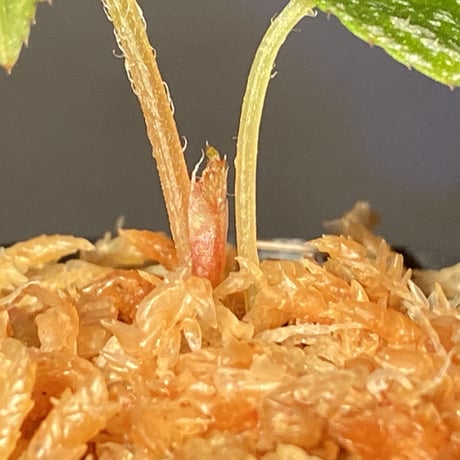 Begonia sp. from Na Hang [YH1118] TK