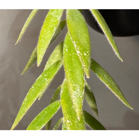 Ceratostema rauhii ①