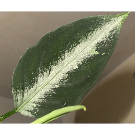 Aglaonema pictum "Hair Line" from Tigalingga [HW0219-01g] ②