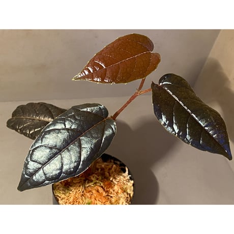 Pterisanthes sp. from Sidikalang [R0817-01c]