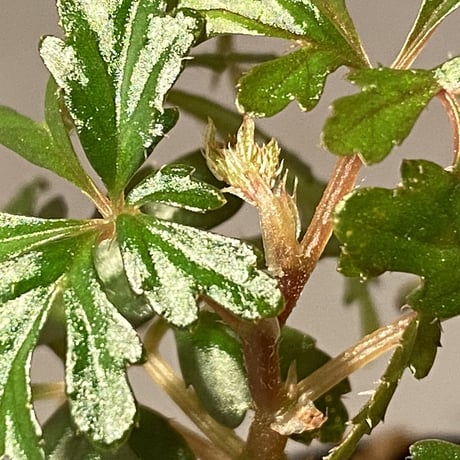 Begonia polilloensis