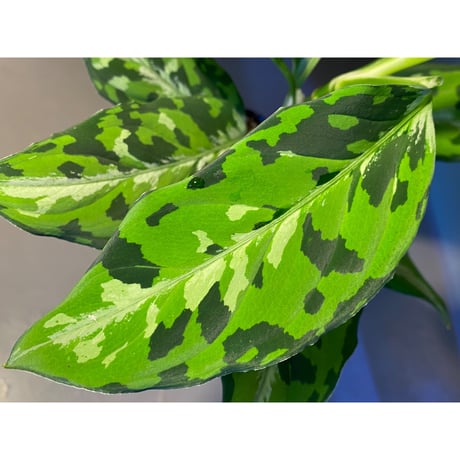 Aglaonema pictum "マルチカラー白玉" D.F.S from Sumatera barat [AZ0912-1]