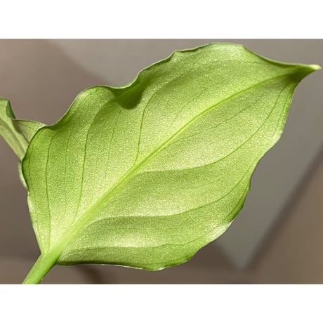 Aglaonema pictum "Corsair" BNN from Sibolga timur [AZ0216-1d] ①