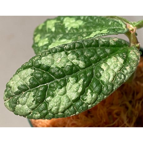 Elatostema sp. (Sri Lanka?)