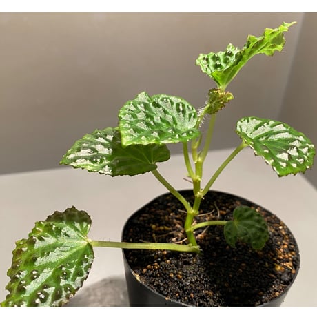 Begonia dracopelta from Borneo