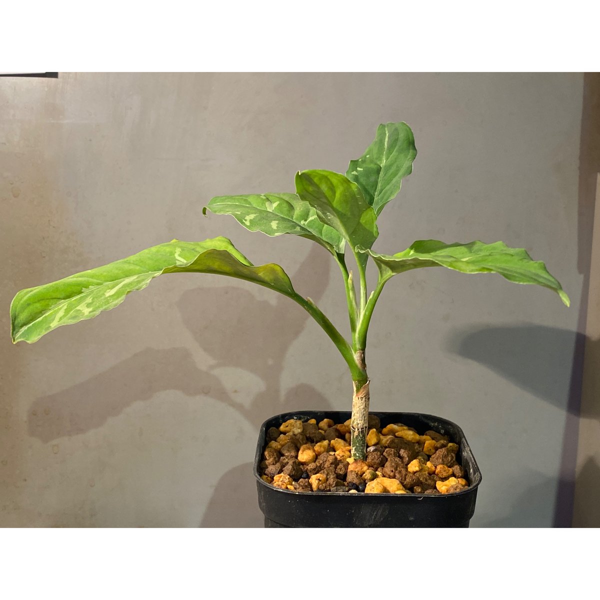 Aglaonema pictum GW1603 