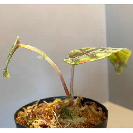 Begonia Variabilis [TK260915]