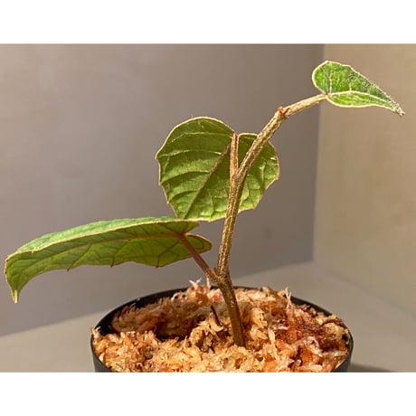 Pterisanthes sp. from Sabah-1 [R0515-01a]