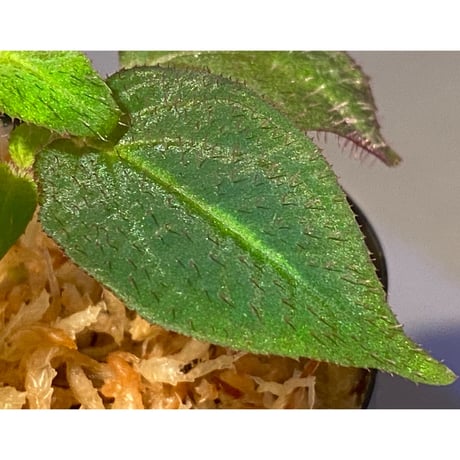 Sonerila sp. from Thailand [Asiatic Green]