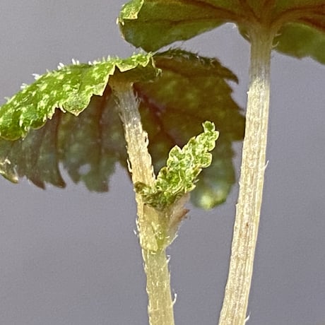 Begonia tenuifolia from Sukasada Bali [S0320-02] 伊藤蟻植物農園