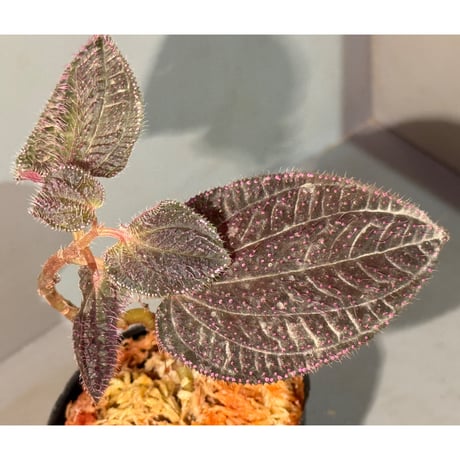 ソネリラ | STORES