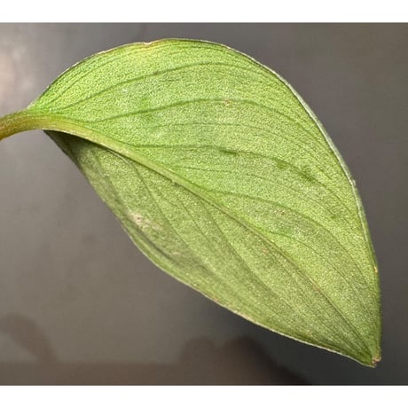 Homalomena "鯖×月" [LA-hyb.22-04]