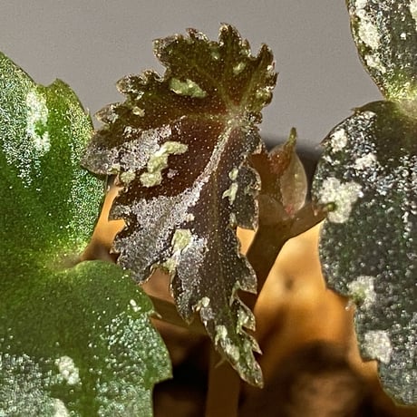 Begonia sp. from North Toraja [S0919-06] 伊藤蟻植物農園