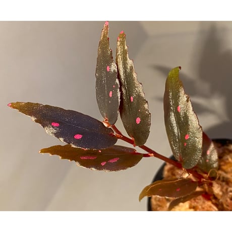 Begonia sp. from Julau [R1214-01b]