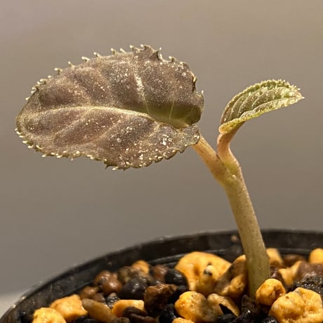 Ardisia sp. from Thailand