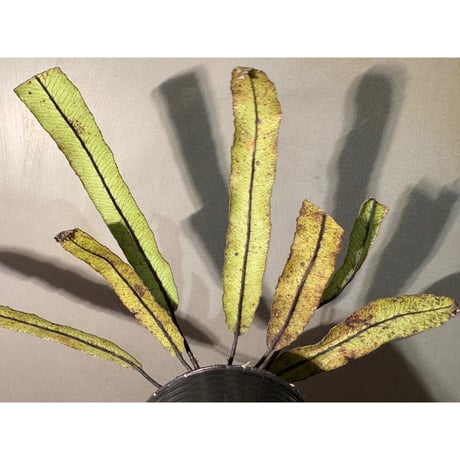 Asplenium sp.(?) from Sulawesi