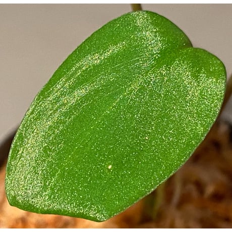 Homalomena sp. "Mobius GG" BNN from Sibolga utara [IDY1018-1]