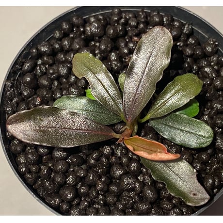 Bucephalandra sp. "Pakak 1" [MF0417-3A]