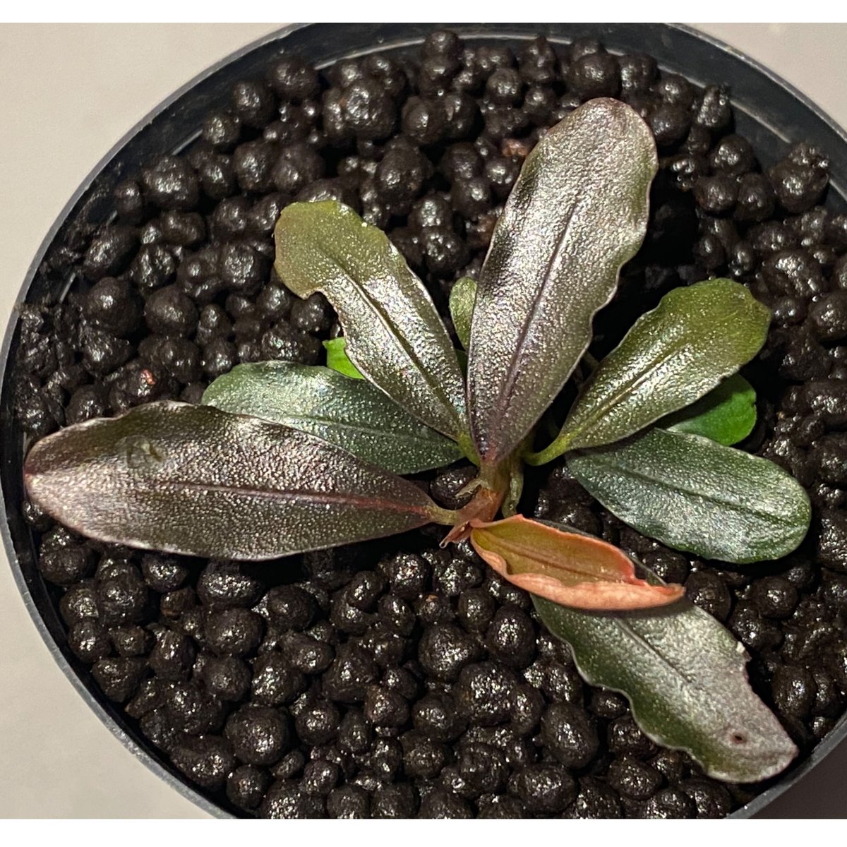 水草 Bucephalandra sp. GT-17B Bucephalandra sp. GT-17B