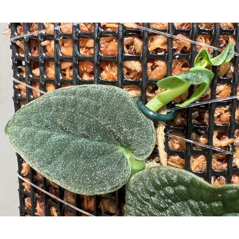 Rhaphidophora sp. from Kalimantan | M・R・G・R