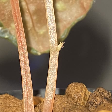 Begonia sp. from Trat Thailand
