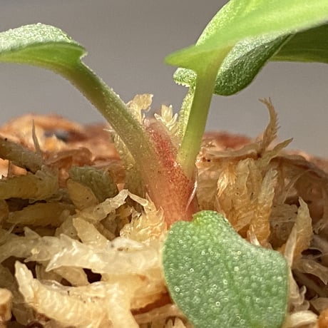 Homalomena sp. "月輪" from Sumatera Utara [LA0318-01]