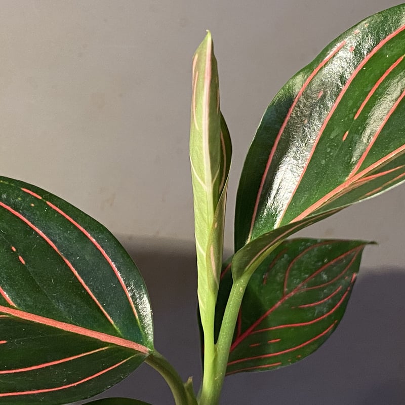 Aglaonema rotundum tiger | M・R・G・R