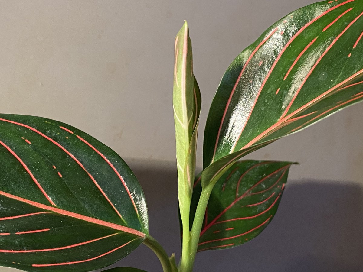 Aglaonema rotundum tiger | M・R・G・R