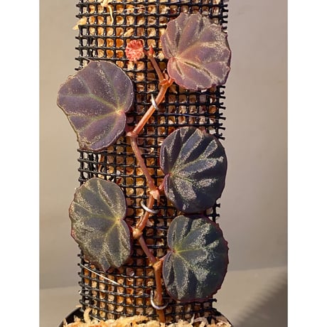 Begonia sp. from Sarawak