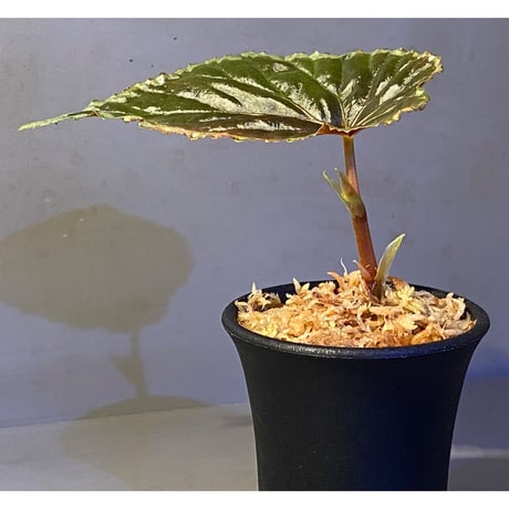 Begonia cf. baramensis