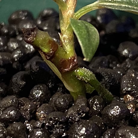 Bucephalandra sp. "Batang kawa" [TB]