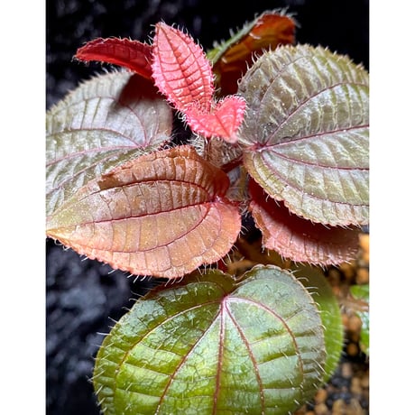 Phyllagathis sp. from Cao Bang Viet Nam [R1217-02]