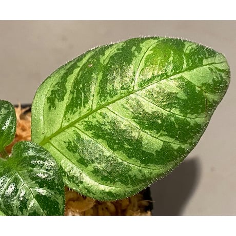 Gymnostachyum sp. "type B" from Aceh Selatan [HW0816-03]