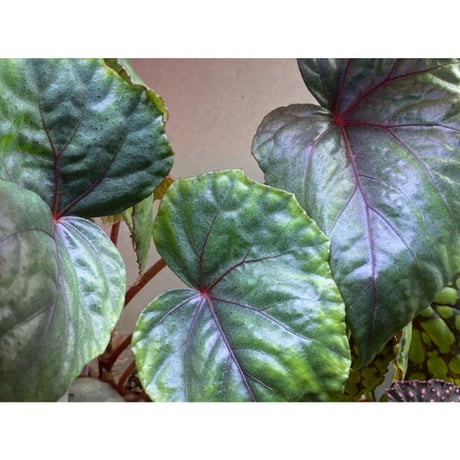Begonia sp. from Ha Noi [TK140617]