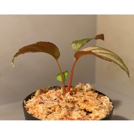 Homalomena sp. from Solok sumatera [LA0616-03] ②