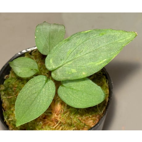 ホマロメナ | STORES