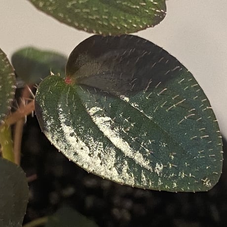 Phyllagathis rotundifolia [STRINGE PLANTS]