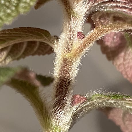 Episcia sp. from Basco Ecuador