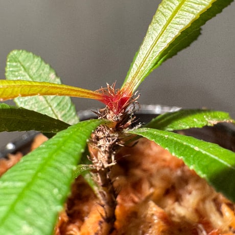 Sauvagesia serrata from West Kalimantan