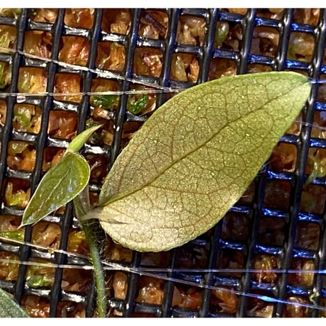 Ficus sp. "Muara wahau" white Kalimantan timur [TB]