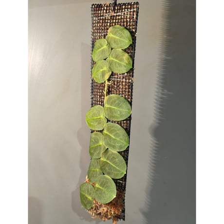 Pothos barberianus from Ngabang West Kalimantan