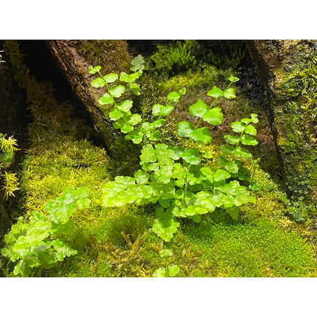 Moss from Ipoh State Malaysia