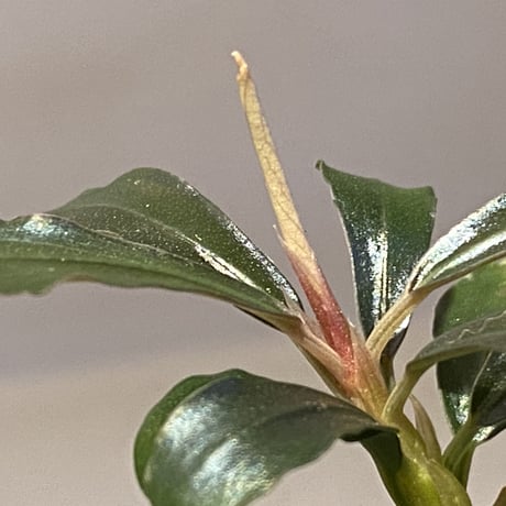 Bucephalandra  sp. from Kapuas Hulu