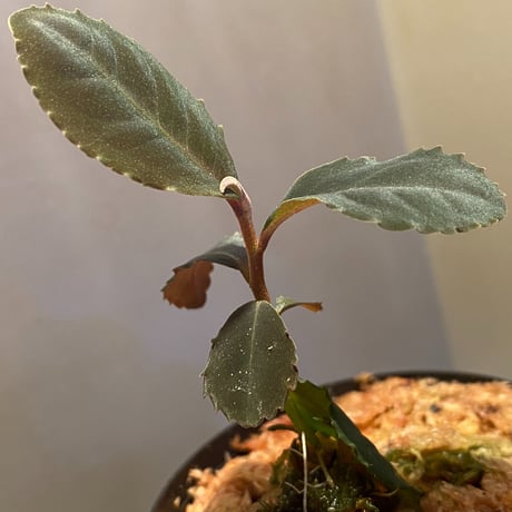 Ardisia sp. from Riau sumatera