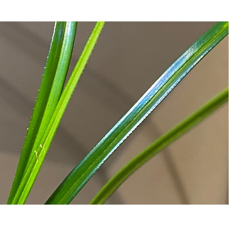 Mapania sp. from "Nanga pinoh" Melawi Kalimantan barat [TB]