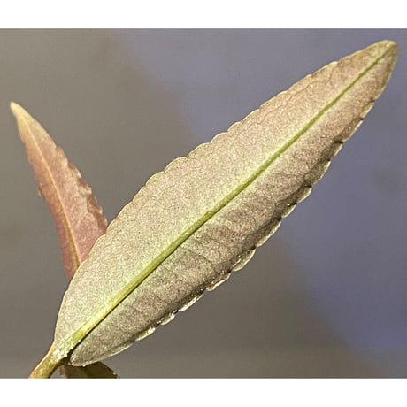 Labisia sp. from Gunung Chamah [TK260316]