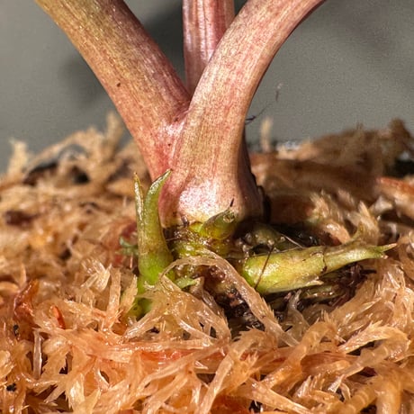 Cryptocoryne joshanii from Basilan island philippines [LA]