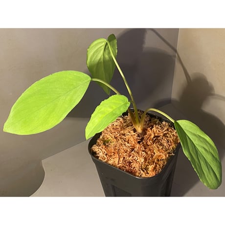 Homalomena sp. from Lan Saka [TK270915]
