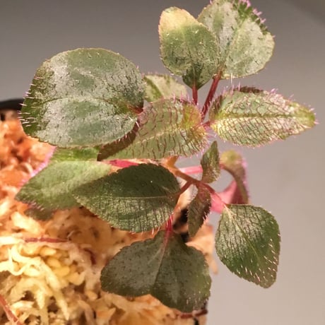 Sonerila sp. from Madagui villege Lam Dong Province. South Vietnam