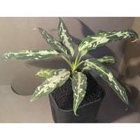 Aglaonema pictum tricolor "妖鳥" from Aceh sumatera [LA0313-00]
